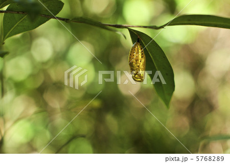 オオゴマダラ蛹０２ 5768289