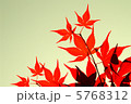 紅葉 5768312