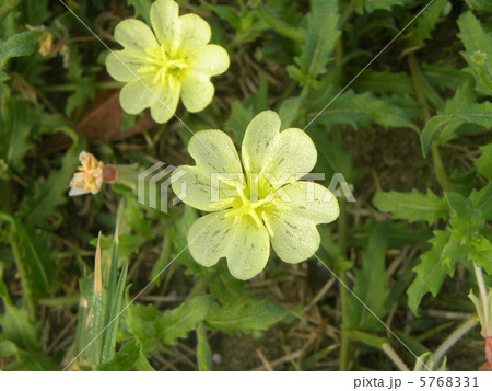 朝の海岸を彩るコマツヨイグサの花 5768331