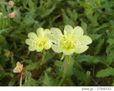朝の海岸を彩るコマツヨイグサの花 5768332