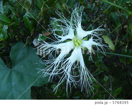 夜開花し朝花が萎むキカラスウリの雌花の写真素材