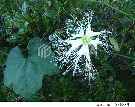 夜開花し朝花が萎むキカラスウリの雌花の写真素材