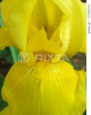 ジャーマンアイリス（黄） 5768541