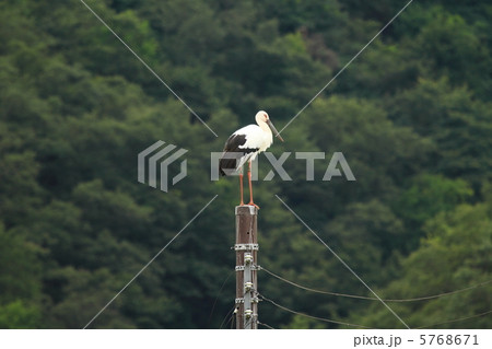 電柱に立つコウノトリ(撮影:兵庫県豊岡市) 電柱に立つコウノトリ(撮影:兵庫県豊岡市) 5768671