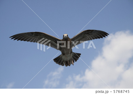 飛び立つカモメ 5768745