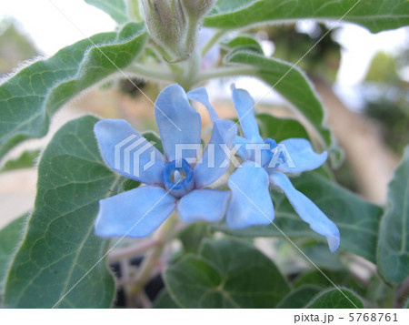 ブルースター 5768761