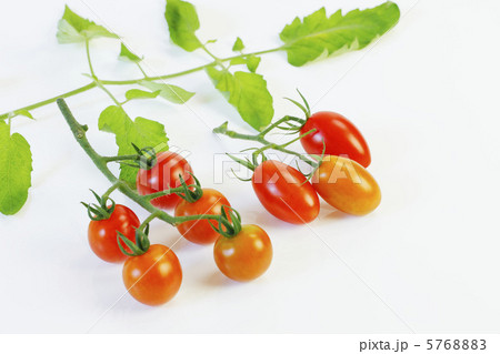 夏野菜・ミニトマト 5768883