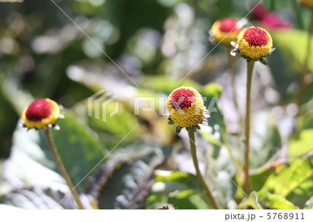 オランダセンニチ 5768911