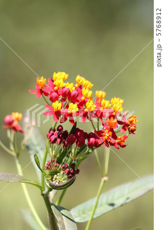 アスクレピアス・レッドバタフライ 5768912