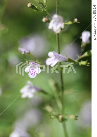 カラミンサ・ネペタ 5768914