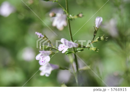 カラミンサ・ネペタ 5768915