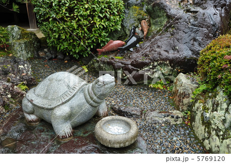 京都　松尾大社　亀と鯉 5769120