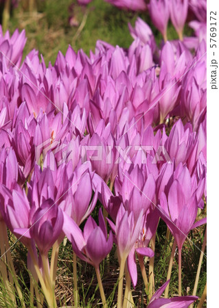 コルチカム 5769172