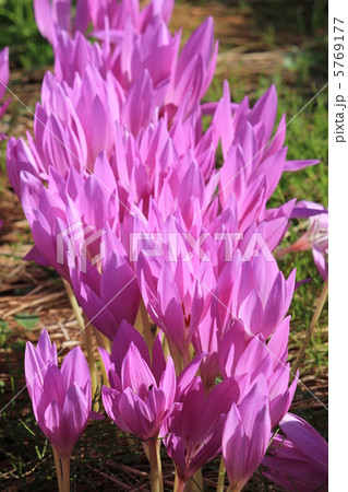 コルチカム 5769177