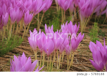 コルチカム 5769188