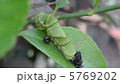 アゲハチョウの幼虫の脱皮-終わり 5769202