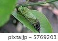 アゲハチョウの幼虫の脱皮-途中 5769203