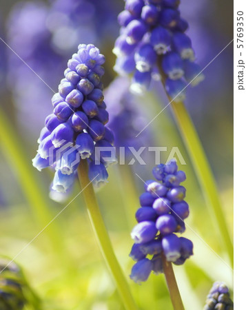 ムスカリ（紫）：ムスカリアルメニアカム 5769350
