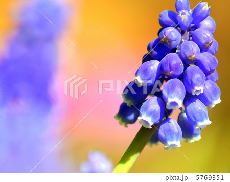 ムスカリ（紫）：ムスカリアルメニアカム 5769351
