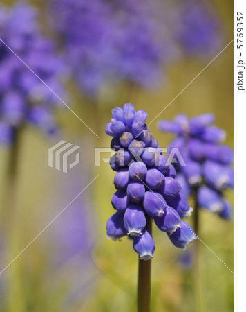 ムスカリ（紫）：ムスカリアルメニアカム 5769352