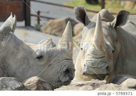 絶滅の危機 クロサイ 絶滅の危機 クロサイ 5769371