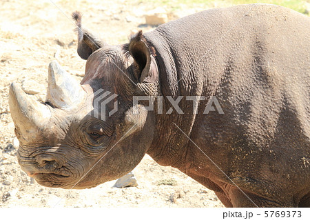 絶滅の危機 クロサイ 絶滅の危機 クロサイ 5769373