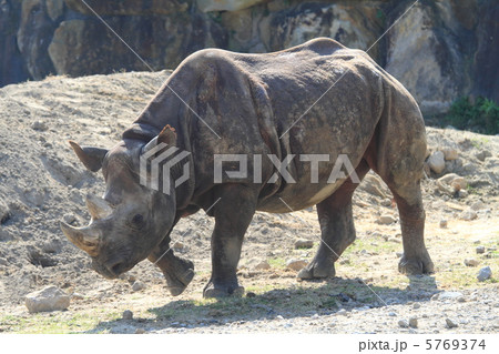 絶滅の危機　クロサイ　 5769374