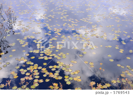 秋の尾瀬　ちとうのヒツジグサ 5769543