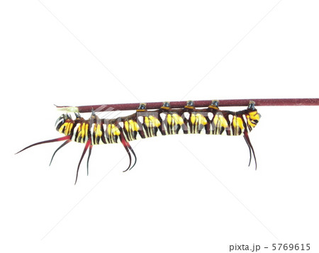 ツマムラサキマダラの幼虫 ツマムラサキマダラの幼虫 5769615