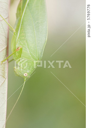 ツユムシ 5769776