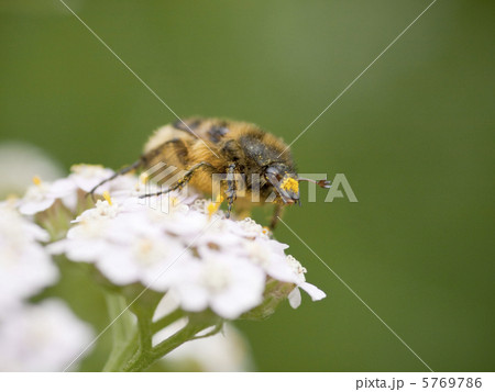 ハナムグリ ハナムグリ 5769786