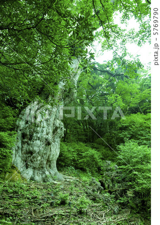 屋久島の縄文杉 5769790