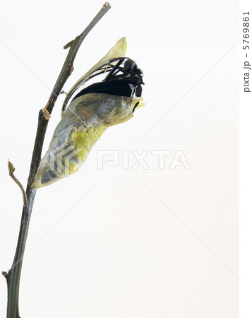 ナガサキアゲハ♂の羽化3 ナガサキアゲハ♂の羽化3 5769861