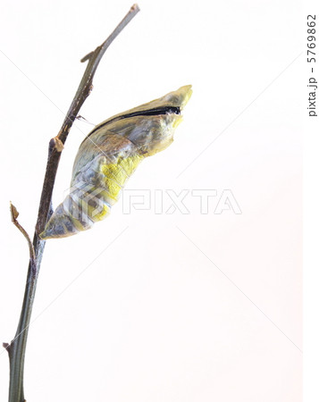 ナガサキアゲハ♂の羽化2 5769862