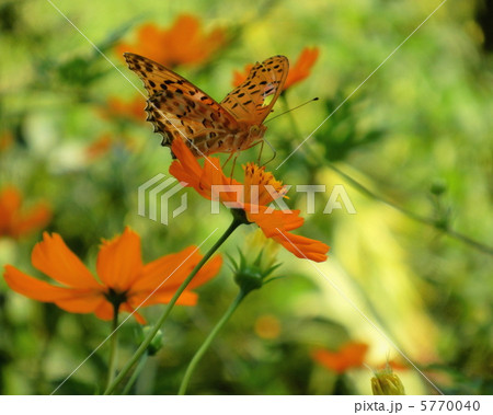 翅が傷付いても夢中 5770040