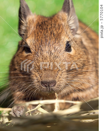 牧草を食べるデグー 5770104