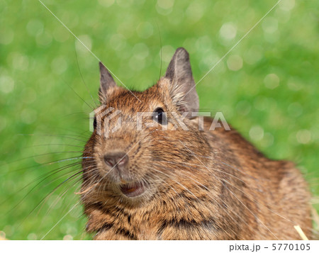 デグーマウス デグーマウス 5770105