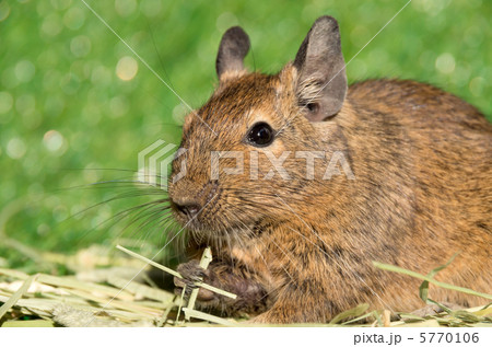牧草を食べるデグー 5770106