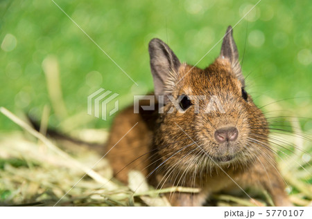 デグーマウス 5770107