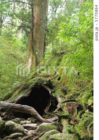 ウィルソン株　外観 5770864