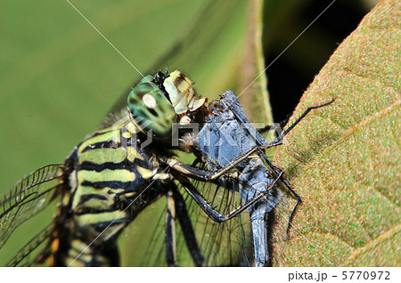 タイワンウチワヤンマ 5770972