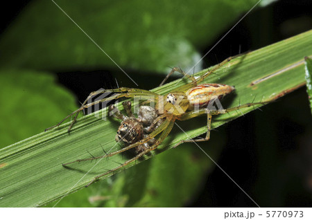 ササグモ０２ 5770973