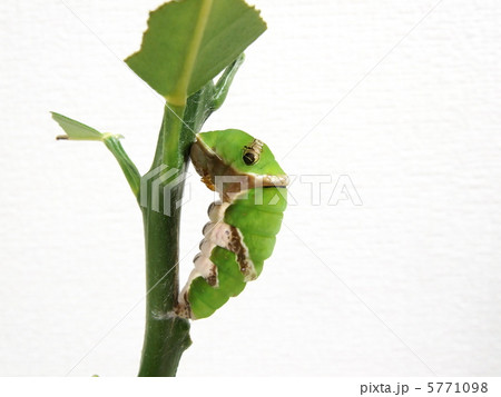 シロオビアゲハの蛹化1 5771098