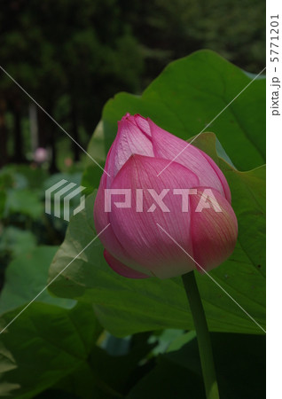 蓮 蓮 5771201