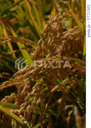 稲穂 5771302