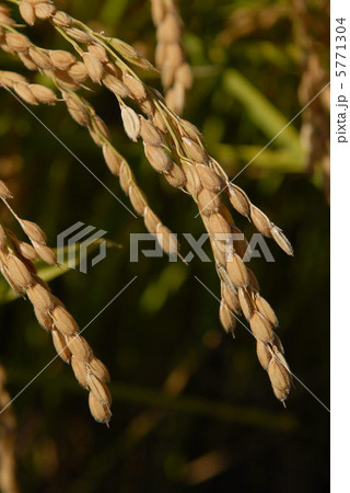 稲穂 5771304