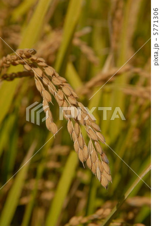 稲穂 5771306