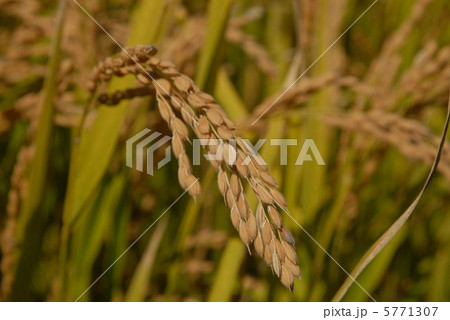 稲穂 5771307