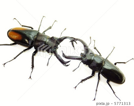 セアカフタマタクワガタ　VS　ブケットフタマタクワガタの戦い　白背景 5771313