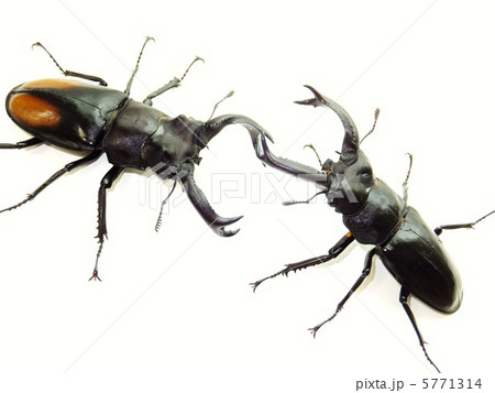 セアカフタマタクワガタ　VS　ブケットフタマタクワガタの戦い　白背景 5771314